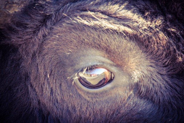 Bison shrieking so close its eyeball fills my viewfinder.