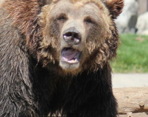 Grizzly and Grizzly&Wolf Discovery Center.