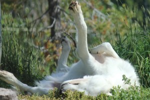 Wolf in Grizzly & Wolf Discovery Center.
