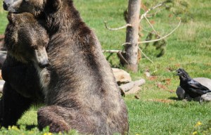 Uptight ravens are no fun.