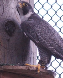 Jago Peregrine Falcon, Grizzly & Wolf Discovery Center.